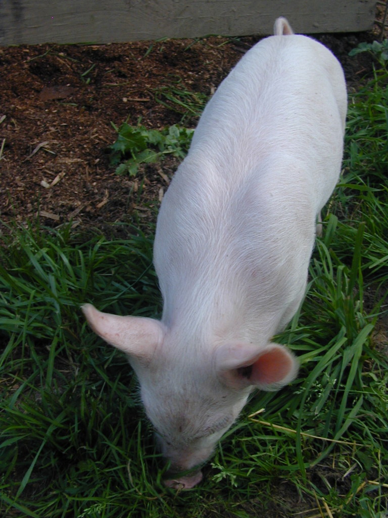 A white York piglet.