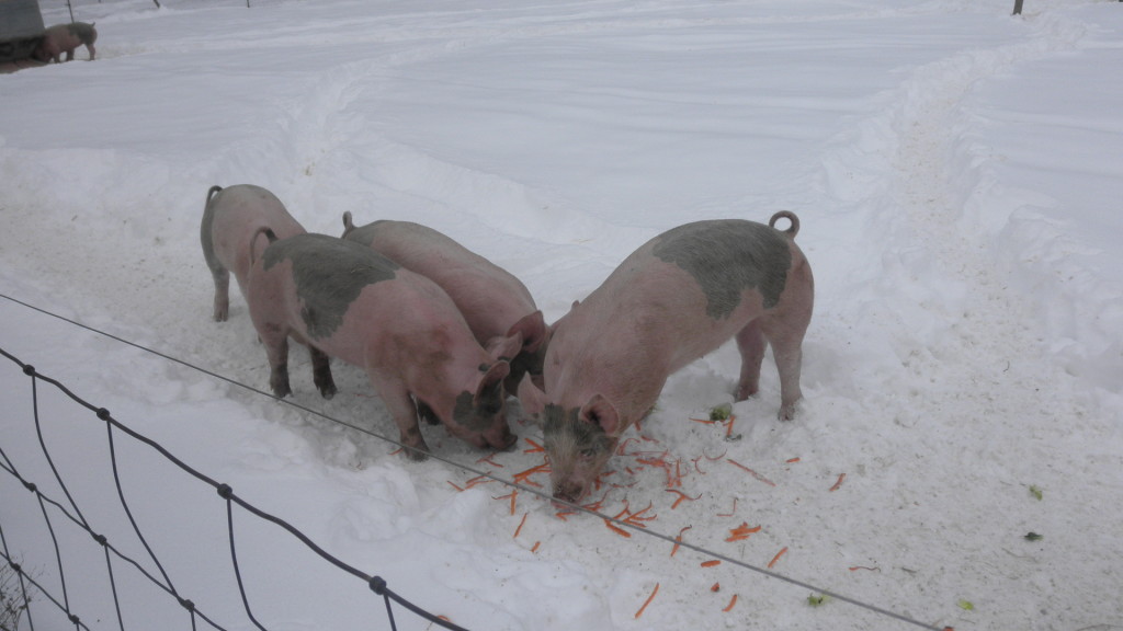 pigs eating carrot skins