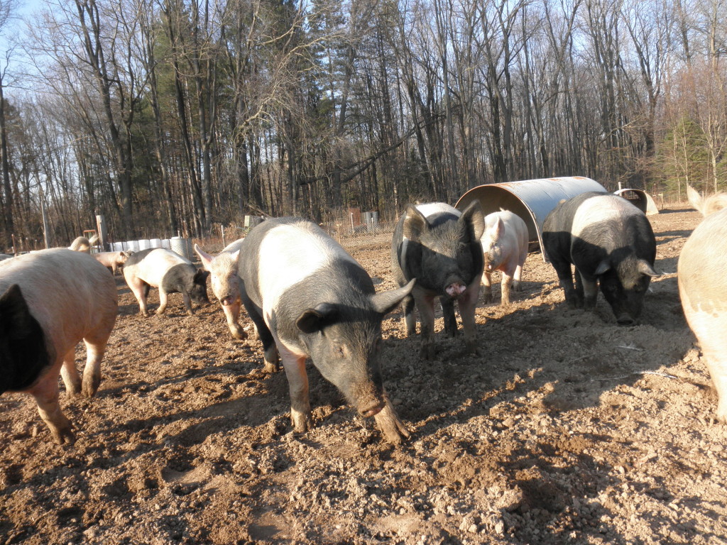 Pigs walking around in a field giving them a lot of space.